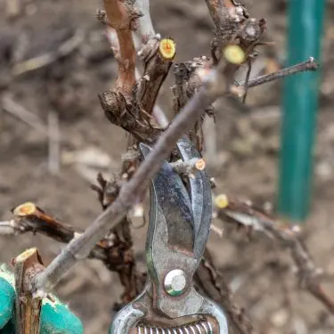 Sådan passer du dine slyngplanter